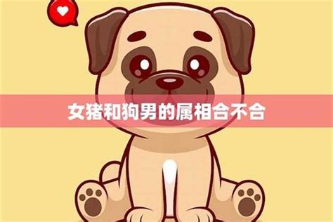 豬狗不合|属狗和属猪的合不合 属狗和属猪的合不合婚